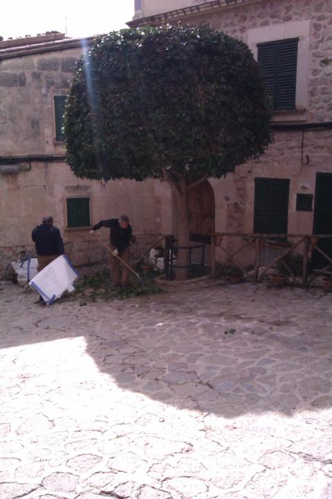 Poda Carrer Constitució - Febrer 2012 