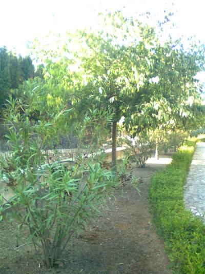 Condicionament Cementeri Setembre 2011