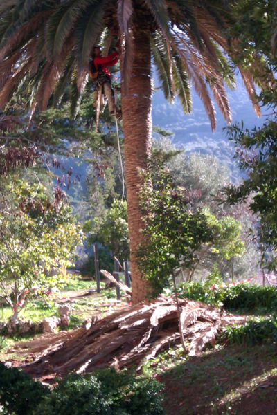 Poda Palmeres Jardins Son Gual - Gener 2012