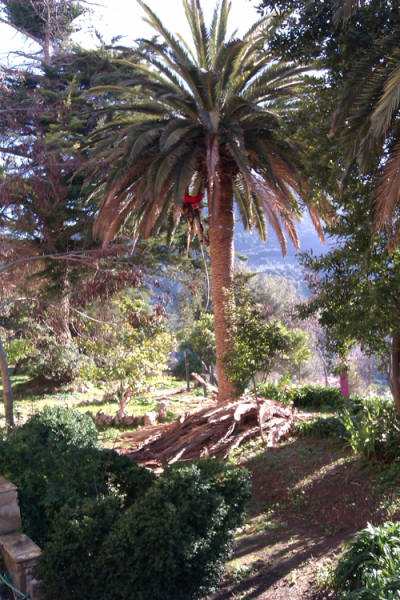 Poda Palmeres Jardins Son Gual - Gener 2012