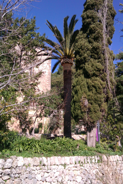 Poda Palmeres Jardins Son Gual - Gener 2012