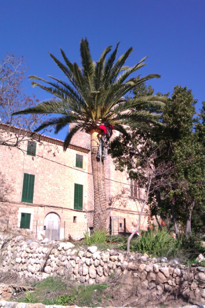 Poda Palmeres Jardins Son Gual - Gener 2012