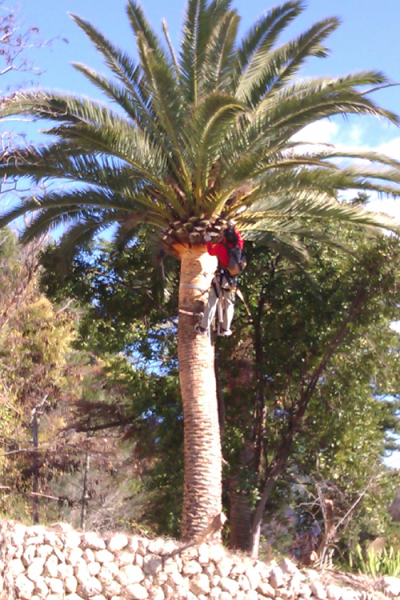 Poda Palmeres Jardins Son Gual - Gener 2012