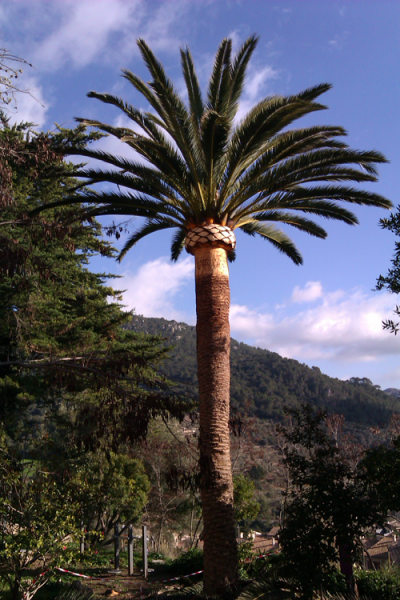 Poda Palmeres Jardins Son Gual - Gener 2012