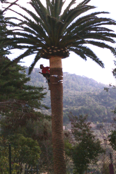 Poda Palmeres Jardins Son Gual - Gener 2012