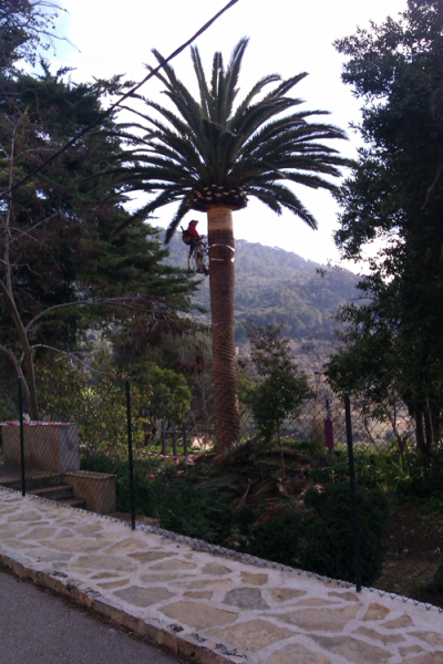 Poda Palmeres Jardins Son Gual - Gener 2012