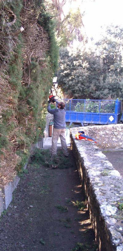 Poda i condicionament Jardins Rei Joan Carles I - Gener 2012