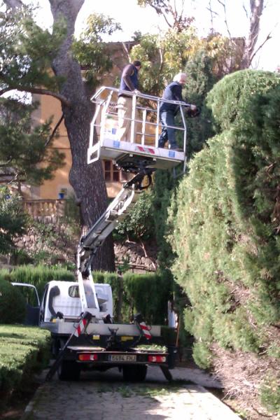 Poda i condicionament Jardins Rei Joan Carles I - Gener 2012