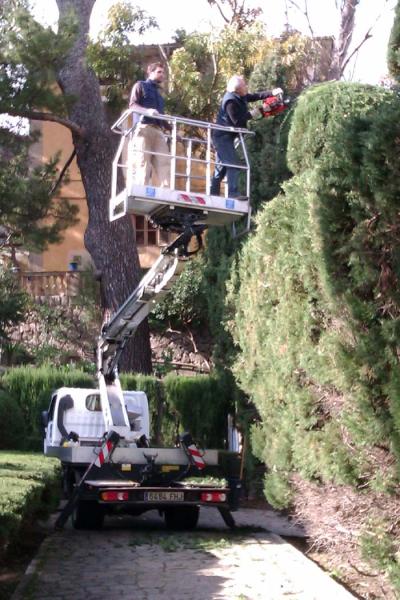 Poda i condicionament Jardins Rei Joan Carles I - Gener 2012