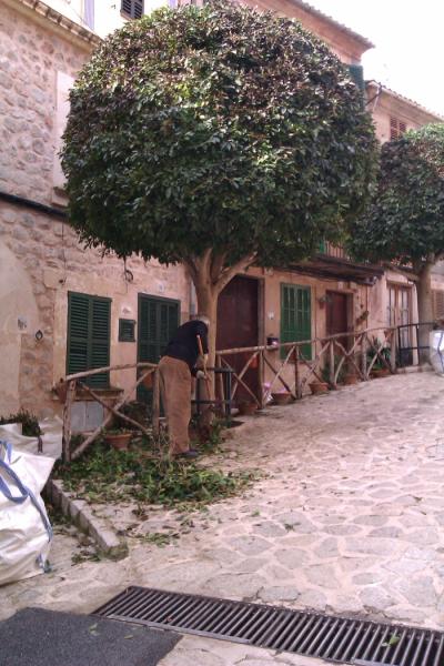Poda Carrer Constitució - Febrer 2012 